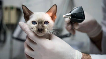 Lungworm in Cats All Your Questions Answered Purina